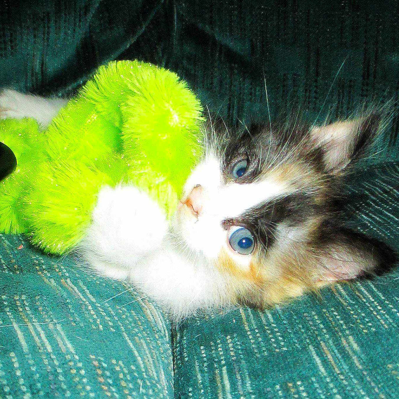 Maggie Mae joined the competition — help win amazing prizes!