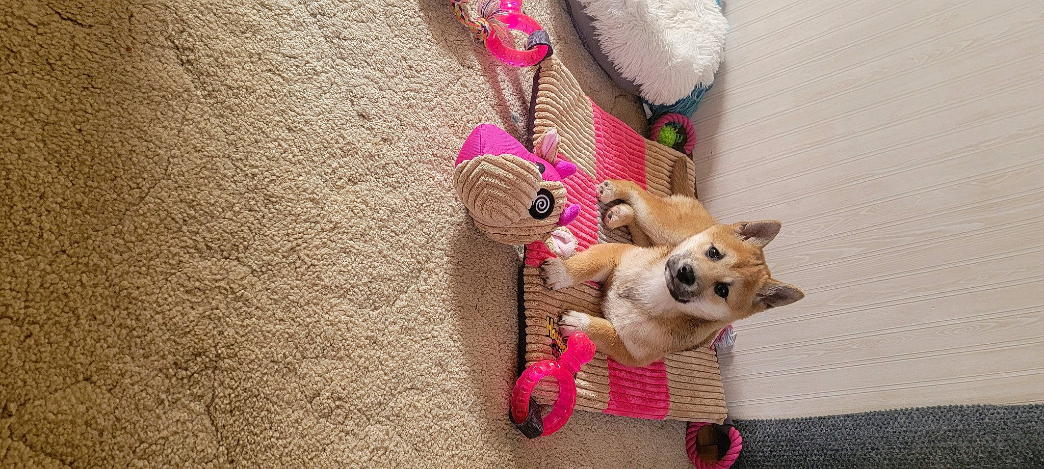 Miss Foxy joined the competition — help win amazing prizes! carnivore, chihuahua, companion_dog, dog, dog_breed, dog_clothes, dog_supply, fashion_accessory, fawn, fur, leash, linens, pink, stuffed_toy, sunglasses, tail, toy, toy_dog, wood, working_animal
