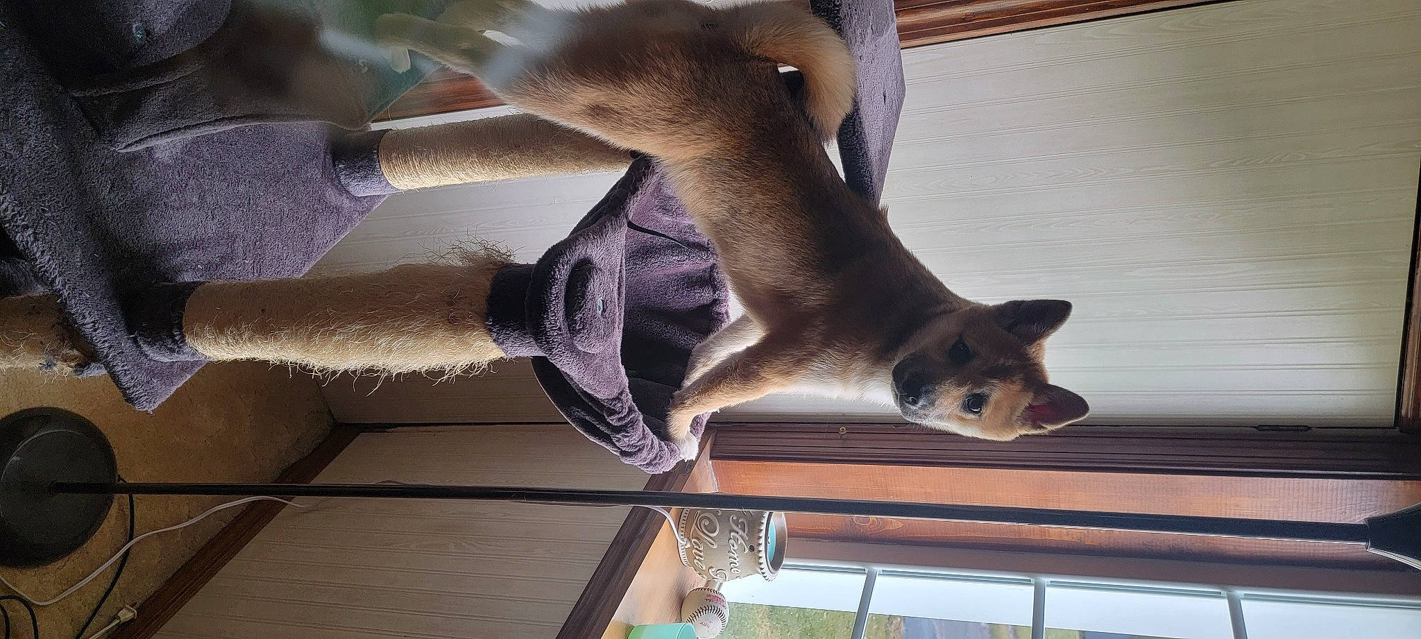 Miss Foxy is registered to the contest to win money with this photo: canidae, carnivore, comfort, deer, fawn, felidae, fur, hardwood, marsupial, small_to_medium_sized_cats, tail, terrestrial_animal, whiskers, wildlife, wood