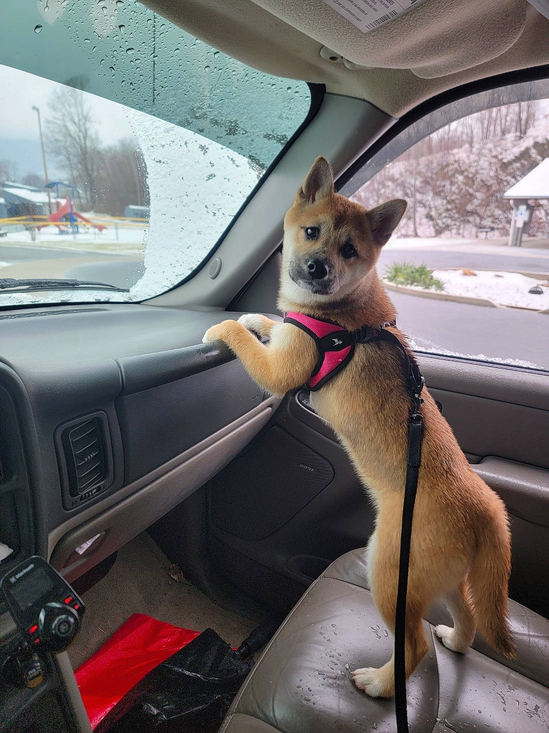 Miss Foxy is registered to the contest to win money with this photo: auto_part, automotive_exterior, car, car_seat, car_seat_cover, carnivore, collar, comfort, companion_dog, dog, dog_breed, fawn, hood, motor_vehicle, personal_luxury_car, snout, steering_wheel, vehicle, vehicle_door, window