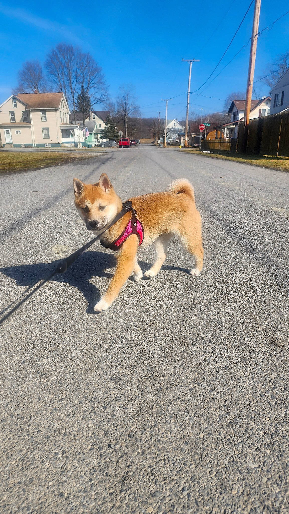 Miss Foxy joined the competition — help win amazing prizes! asphalt, building, canidae, carnivore, cloud, collar, companion_dog, dog, dog_breed, fawn, leash, road, road_surface, sidewalk, sky, snout, sporting_group, tail, tree, window