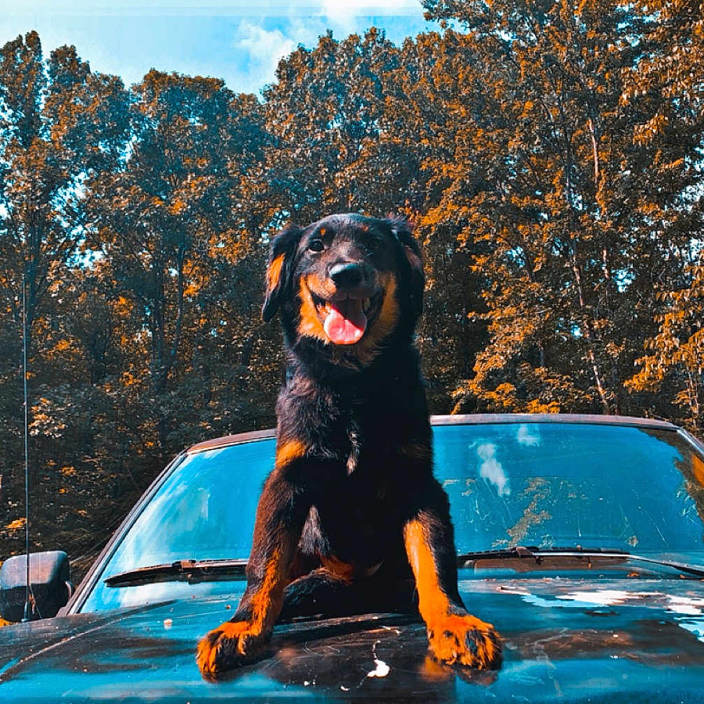 Tank is registered to the contest to win money with this photo: animal, canine, car, dog, fun, germanshepherd, hound, labradorretriever, nature, outdoors, person, pet, plant, puppy, roadtrip, transportation, tree, vacation, vegetation, vehicle