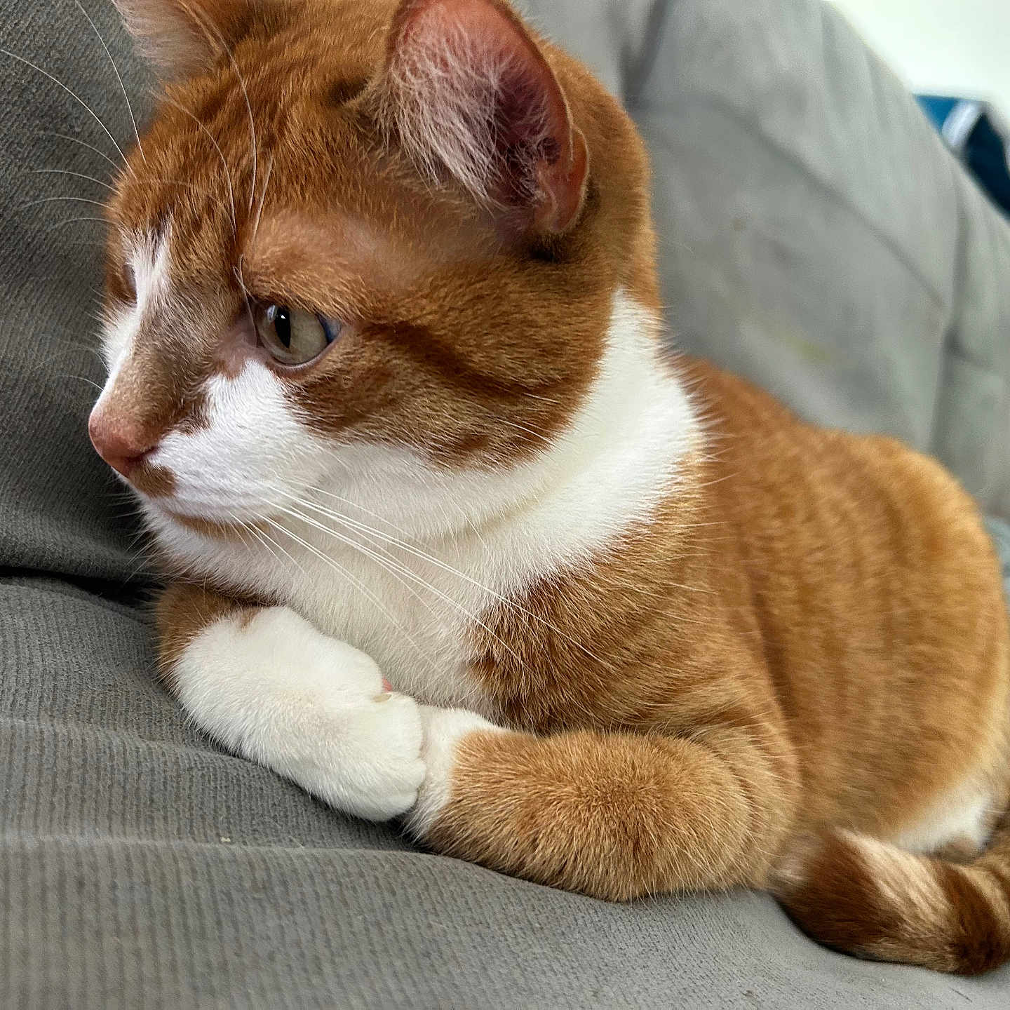 Nougat a rejoint le concours — aidez-le/la à gagner de superbes lots ! abyssinian, animal, blanket, cat, couch, furniture, hardwood, kitten, manx, person, pet, siamese, sleeping, snout, wood