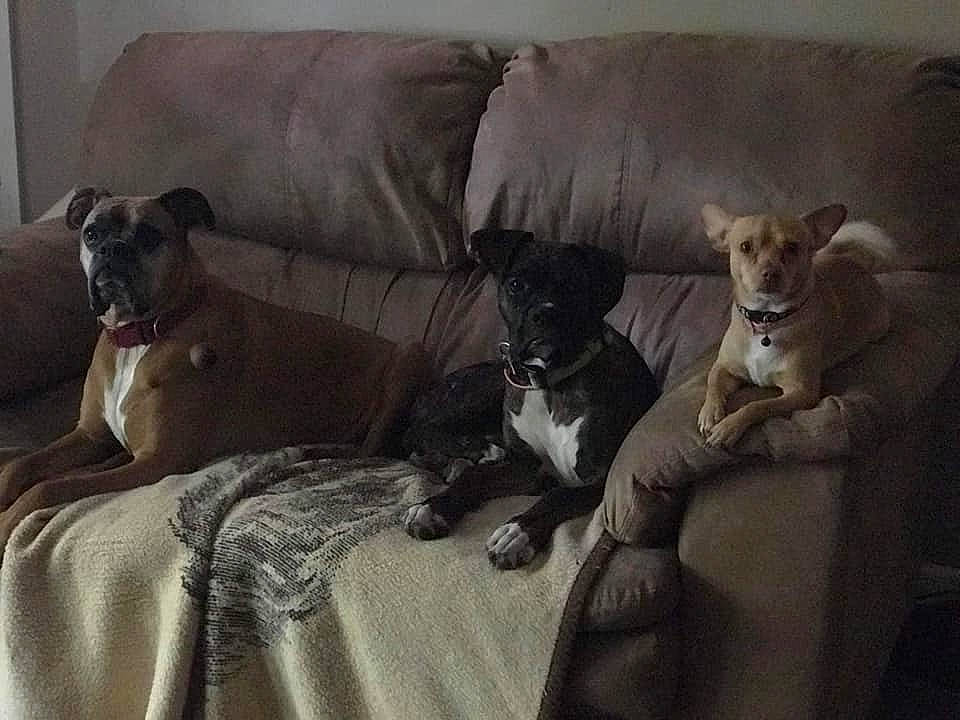 Blaze joined the competition — help win amazing prizes! canidae, carnivore, comfort, companion_dog, couch, dog, dog_breed, fawn, felidae, grey, living_room, pillow, small_to_medium_sized_cats, snout, sofa_bed, sporting_group, studio_couch, throw_pillow, toy, working_animal