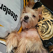 Benji joined the competition — help win amazing prizes! dog, pet, lying_down, fluffy, light_colored, bed, pillow, floral_pattern, resting, relaxed, fur, close_up, indoors, cute, sleepy, canine, animal, comfort, cozy, portrait