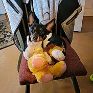 Olivia joined the competition — help win amazing prizes! dog, chair, cushion, stuffed_toy, lion_toy, jacket, floor, indoor, pet, animal, black_and_white, small_dog, ears, curious, carpet, home, cozy, fur, looking, seated