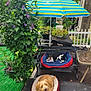 dog, pet_bed, outdoor, umbrella, bench, flower_pot, greenery, fence, table, happy, sunny, garden, plant, pavement, relaxing, canine, smiling, backyard, nature, summer