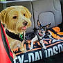 Olivia joined the competition — help win amazing prizes! dog, car_interior, backseat, blanket, harley_davidson, small_dog, medium_dog, leash, collar, pet, animal, fur, ears, seat, window, daylight, vehicle, resting, cute, domestic_animal