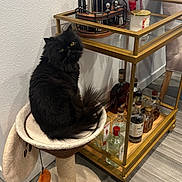 Natasha is registered to the contest to win money with this photo: cat, black_cat, cat_tree, furniture, bar_cart, bottles, cocktail_shaker, wood_floor, indoor, pet, fluffy, yellow_eyes, beige, glass, metal, chair, drink, home, curious, animal
