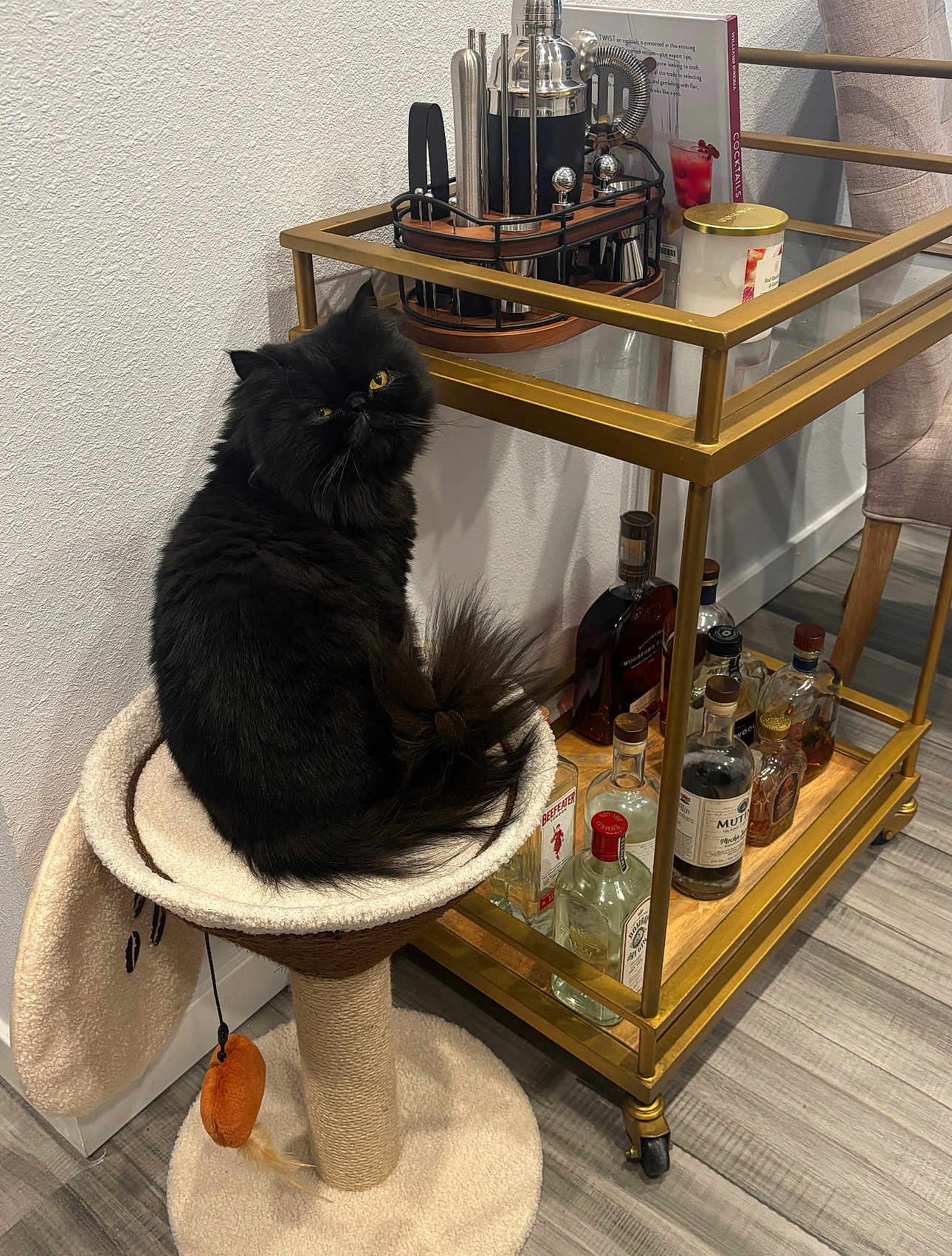 Natasha is registered to the contest to win money with this photo: cat, black_cat, cat_tree, furniture, bar_cart, bottles, cocktail_shaker, wood_floor, indoor, pet, fluffy, yellow_eyes, beige, glass, metal, chair, drink, home, curious, animal