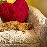 cat, orange_cat, sleeping, fluffy, armchair, plush, heart_pillow, red_pillow, cozy, indoor, furniture, yellow_wall, pet, relaxing, cute, soft_texture, resting, domestic_animal, warm_lighting, comfortable