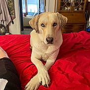 Frank joined the competition — help win amazing prizes! dog, bed, red_bedspread, crossed_paws, blue_eyes, indoor, furniture, wooden_cabinet, decor, window, natural_light, cozy, pet, animal, canine, living_space, relaxed, portrait, home, comfort