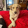 dog, bed, red_bedspread, crossed_paws, blue_eyes, indoor, furniture, wooden_cabinet, decor, window, natural_light, cozy, pet, animal, canine, living_space, relaxed, portrait, home, comfort
