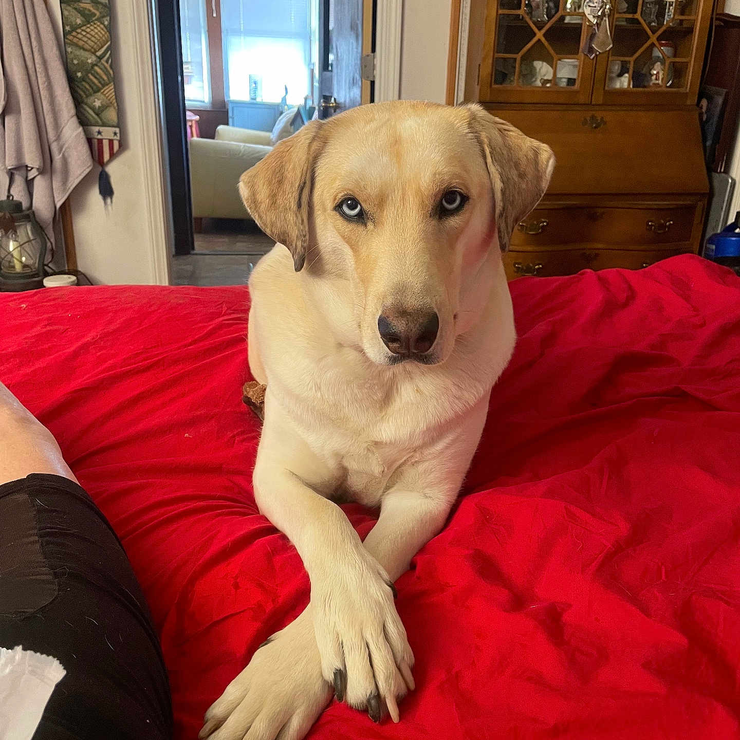 Frank joined the competition — help win amazing prizes! dog, bed, red_bedspread, crossed_paws, blue_eyes, indoor, furniture, wooden_cabinet, decor, window, natural_light, cozy, pet, animal, canine, living_space, relaxed, portrait, home, comfort