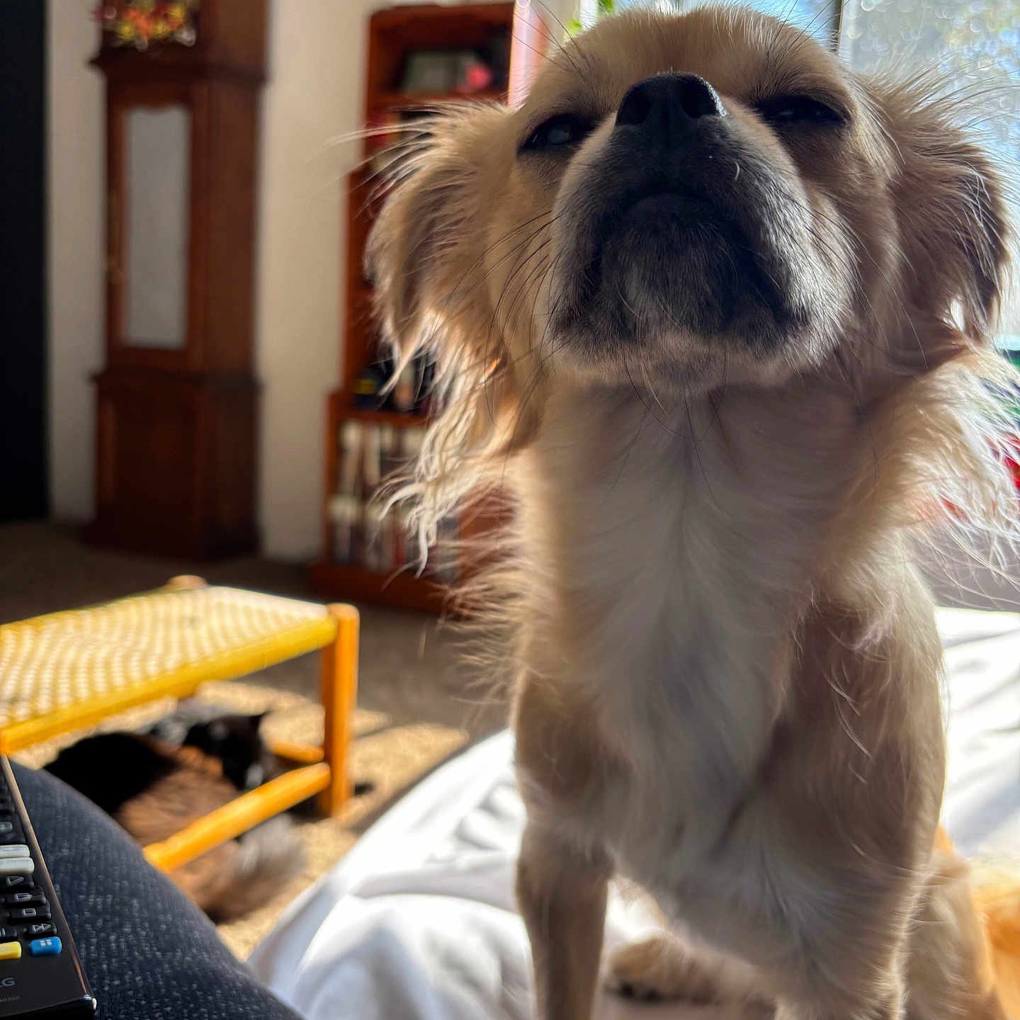 Coco joined the competition — help win amazing prizes! dog, small_dog, indoor, sunlight, living_room, furniture, cat, yellow_stool, blurred_background, pet, close_up, whiskers, fur, chest, window_light, relaxed, household, cozy, animal, companion