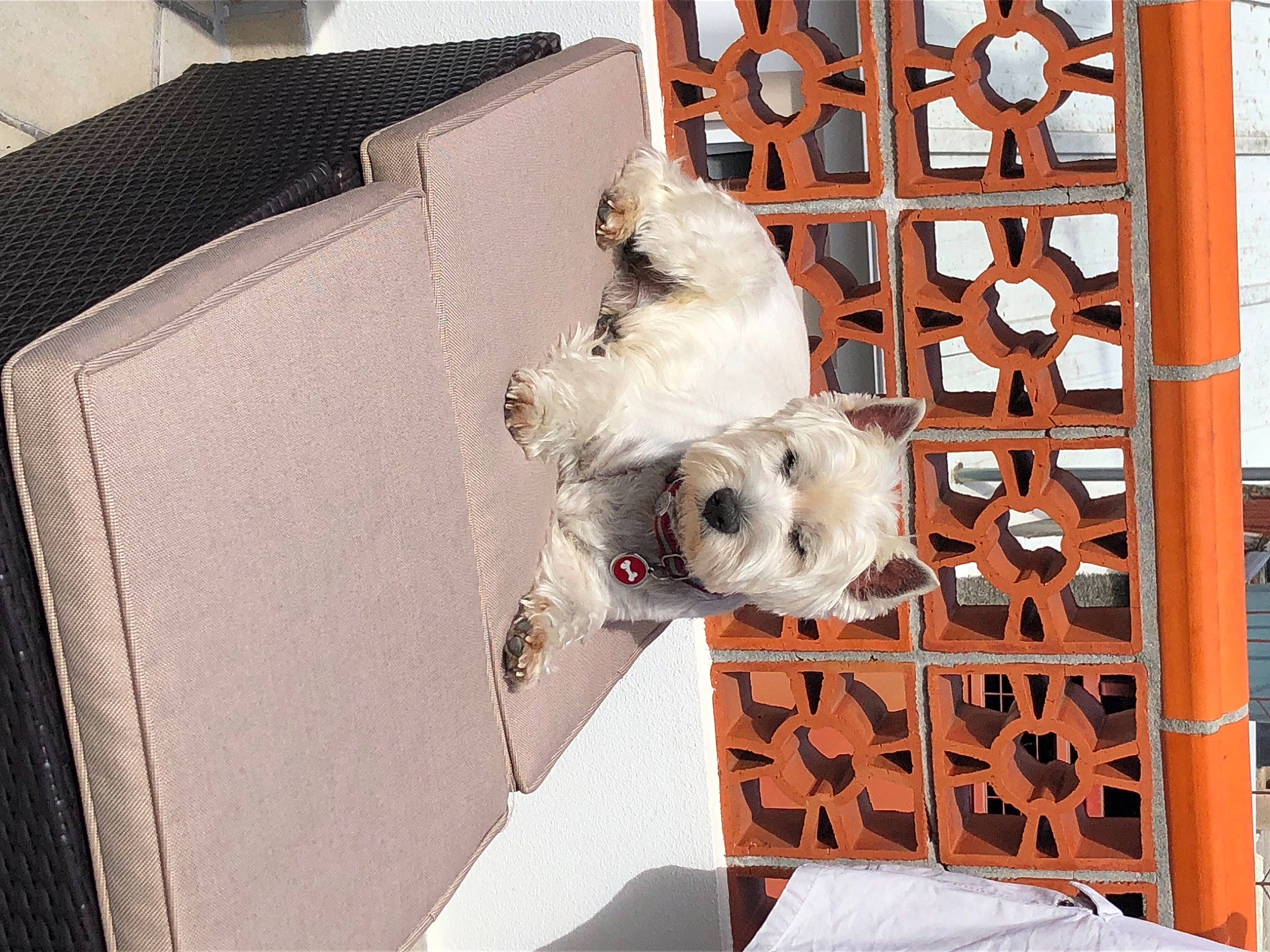 Jango a rejoint le concours — aidez-le/la à gagner de superbes lots ! art, companion_dog, event, fur, metal, ornament, paper, paper_product, pattern, plush, rectangle, room, shipping_box, stuffed_toy, textile, toy, visual_arts, winter, wood