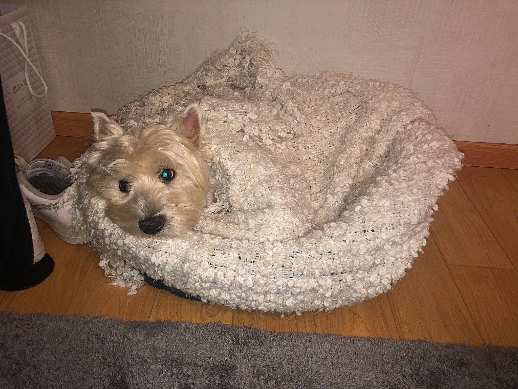 Jango participe au concours pour gagner de l'argent avec cette photo : canidae, carnivore, companion_dog, costume_hat, dog, dog_breed, dog_supply, fashion_accessory, fawn, flooring, fur, linens, small_terrier, snout, sporting_group, tail, terrier, toy_dog, whiskers, working_animal