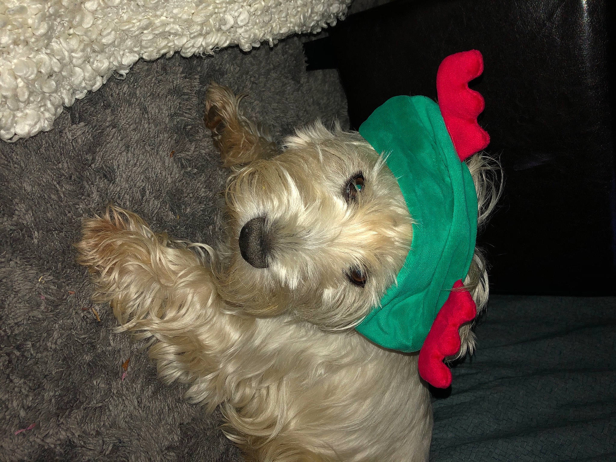 Jango a rejoint le concours — aidez-le/la à gagner de superbes lots ! canidae, carnivore, companion_dog, dog, dog_breed, dog_clothes, dog_supply, fur, maltepoo, non_sporting_group, pet_supply, schnauzer, small_terrier, snout, sporting_group, standard_schnauzer, stuffed_toy, terrier, toy_dog, working_animal