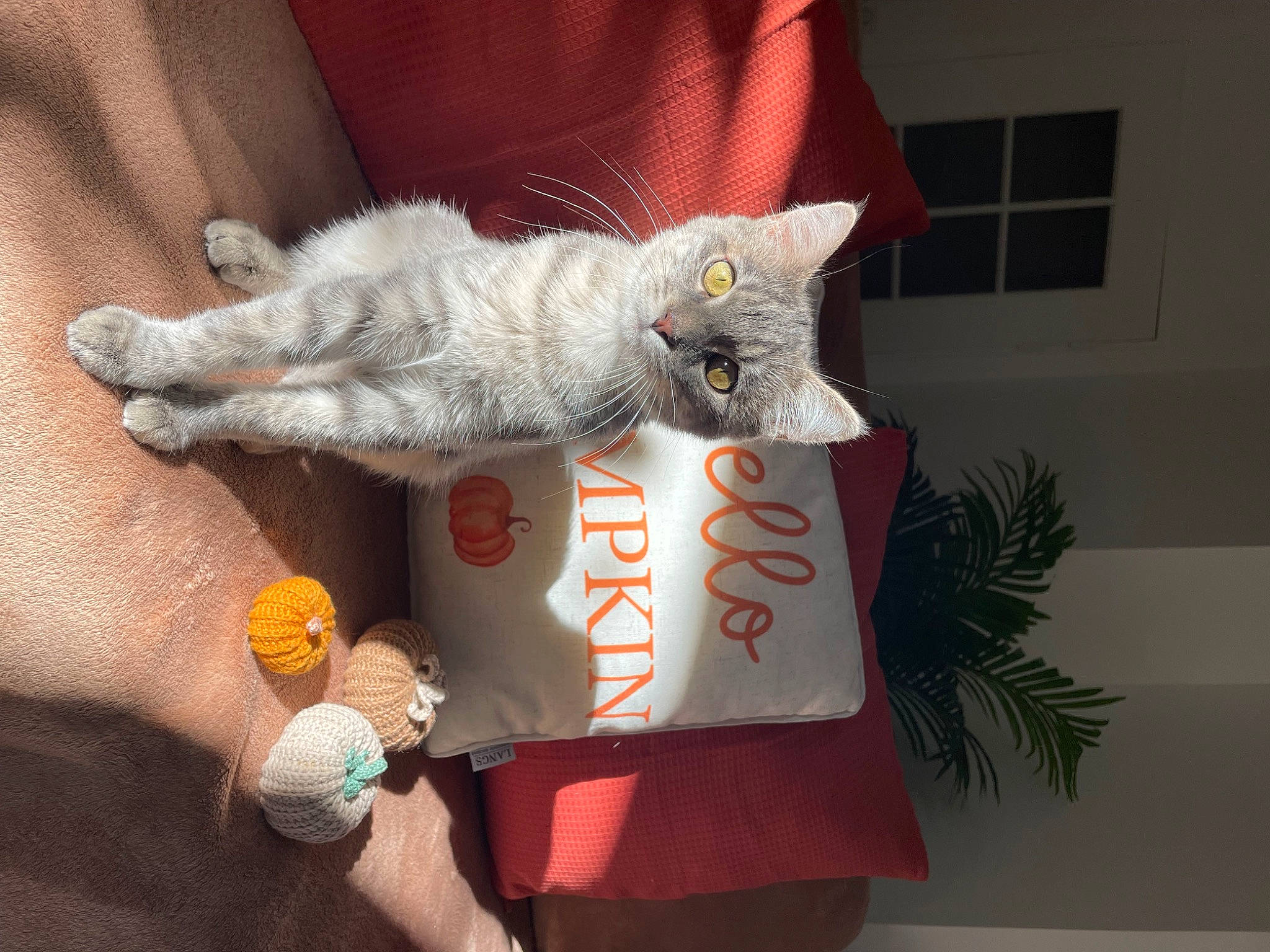Koda a rejoint le concours — aidez-le/la à gagner de superbes lots ! carnivore, cat, claw, comfort, couch, domestic_short_haired_cat, fawn, felidae, fur, linens, paw, room, small_to_medium_sized_cats, stuffed_toy, tail, thread, whiskers, window, wool