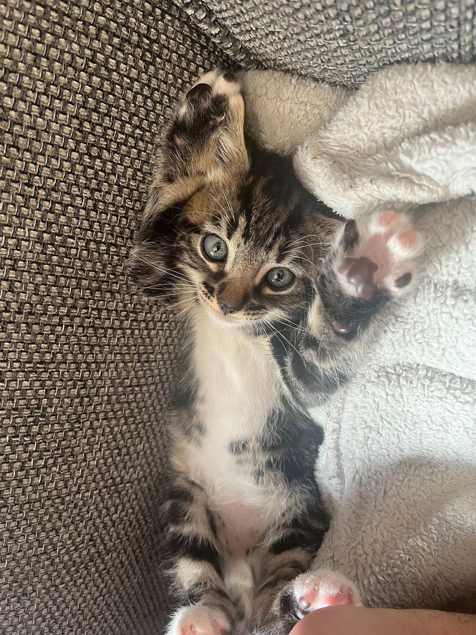 Bambi is registered to the contest to win money with this photo: carnivore, cat, claw, comfort, domestic_short_haired_cat, felidae, fur, grey, pattern, paw, small_to_medium_sized_cats, snout, tail, terrestrial_animal, whiskers, window