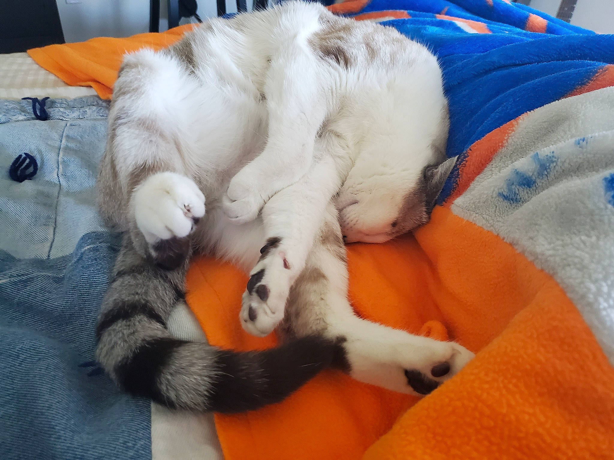 Yuumi is registered to the contest to win money with this photo: american_curl, carnivore, cat, claw, european_shorthair, felidae, fur, kitten, nap, paw, polydactyl_cat, sleep, small_to_medium_sized_cats, tail, whiskers