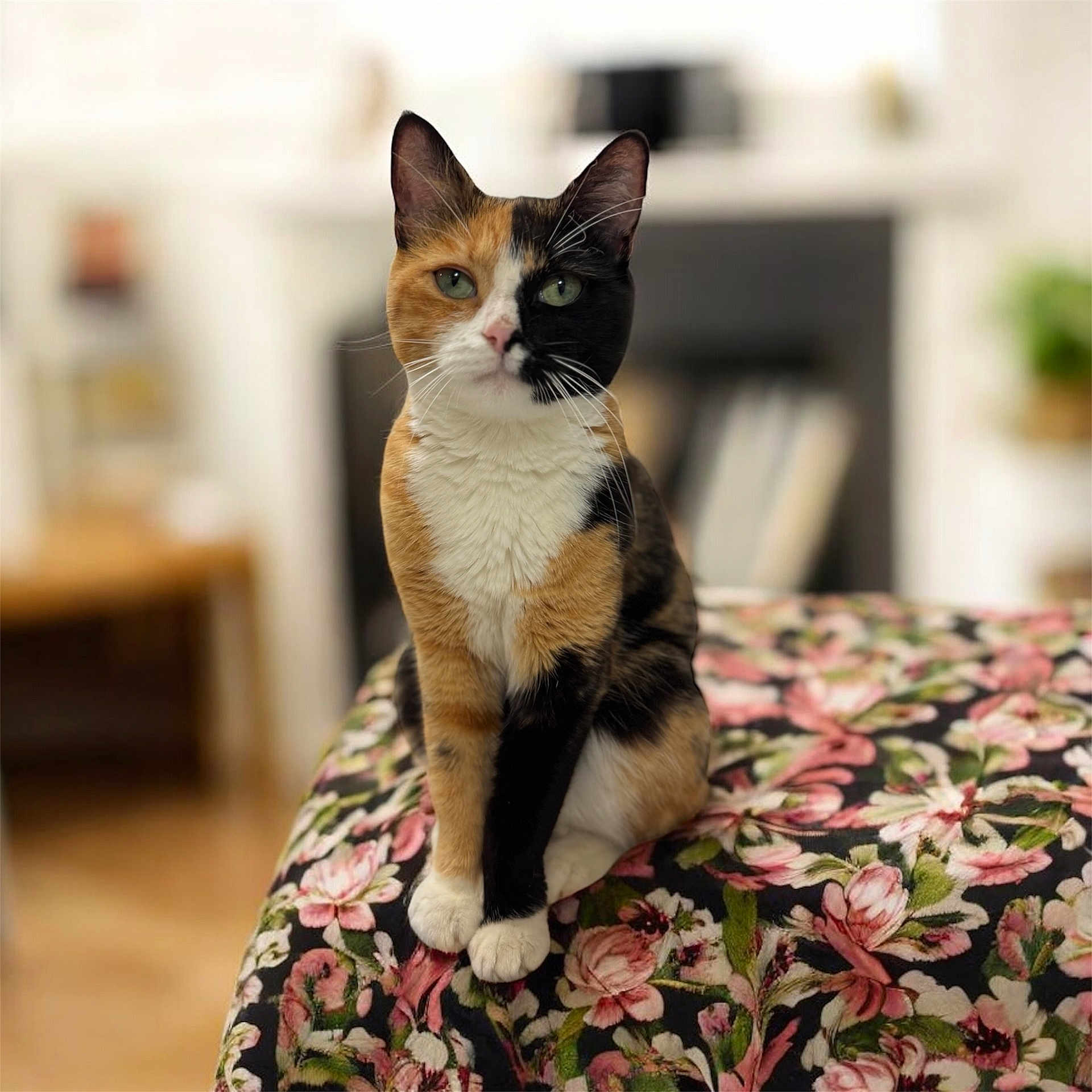 Katy