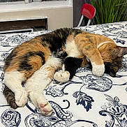 Katy joined the competition — help win amazing prizes! animal, bedspread, calico, cat, chair, cozy, cute, feline, fur, home, indoor, napping, patterned, paw_covering_face, pet, plant, relaxed, resting, sleeping, window