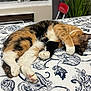 animal, bedspread, calico, cat, chair, cozy, cute, feline, fur, home, indoor, napping, patterned, paw_covering_face, pet, plant, relaxed, resting, sleeping, window