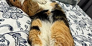 Katy is registered to the contest to win money with this photo: animal, bed, blanket, calico_cat, cat, comfort, cozy, cute, feline, fur, indoor, lying_down, pattern, paw, pet, relaxed, resting, sleepy, soft, whiskers