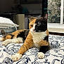 Katy is registered to the contest to win money with this photo: animal, bed, black, calico_cat, cat, cozy, curtain, fur, home, indoor, orange, patterned_bedspread, paw, pet, relaxed, resting, towel, whiskers, white, window