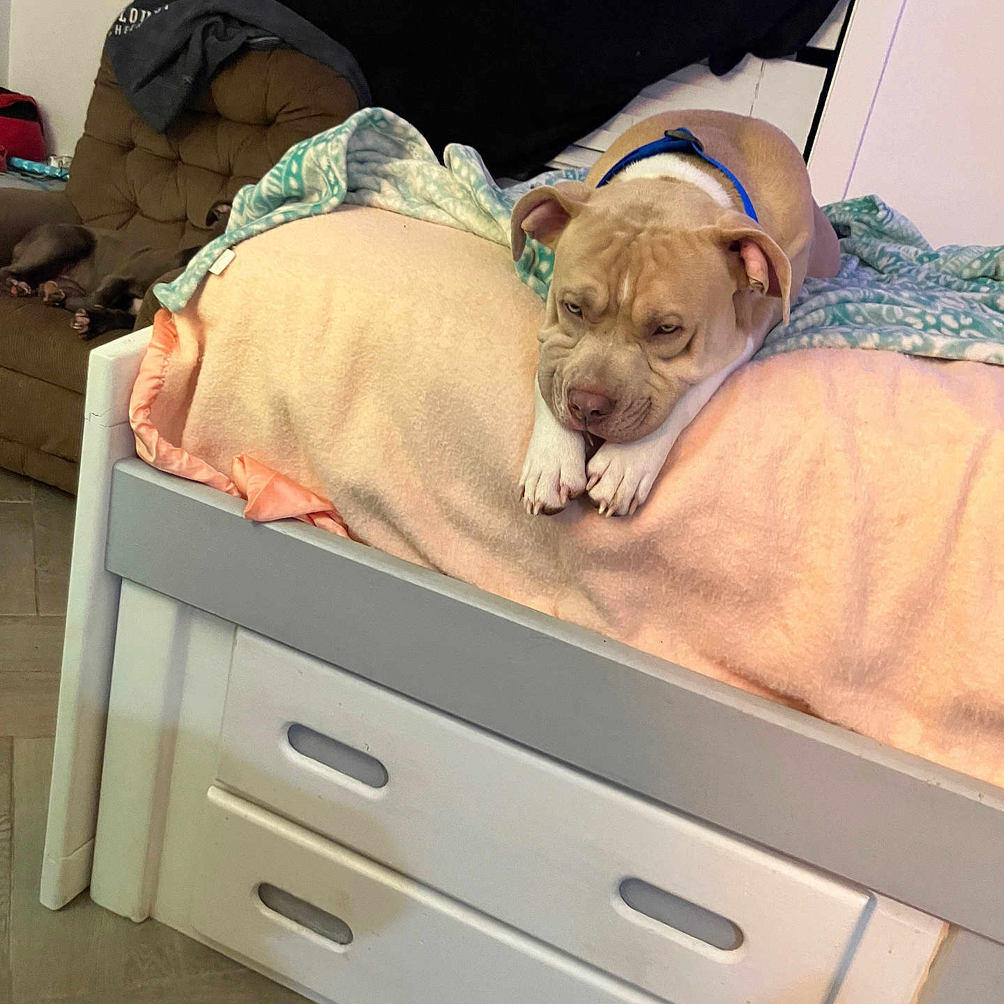 Brisco joined the competition — help win amazing prizes! animal, bed, bedroom, blanket, bulldog, cabinet, canine, couch, crib, dog, drawer, furniture, hound, indoors, infantbed, person, pet, pitbull, puppy, room