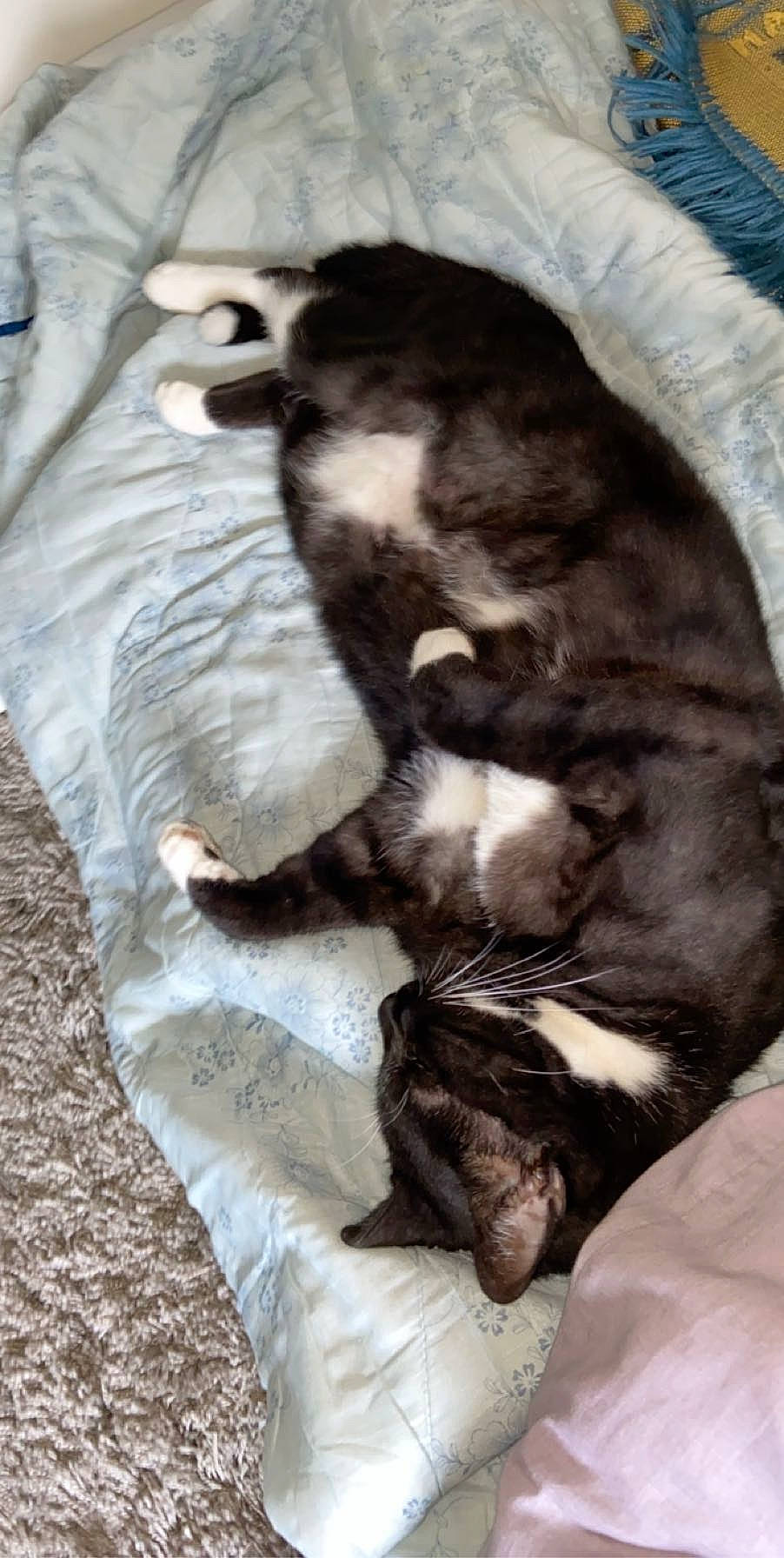 Bibi participe au concours pour gagner de l'argent avec cette photo : brown, canidae, carnivore, cat, claw, comfort, companion_dog, dog_breed, domestic_short_haired_cat, felidae, fur, nap, paw, sleep, small_to_medium_sized_cats, snout, sporting_group, tail, terrestrial_animal, whiskers