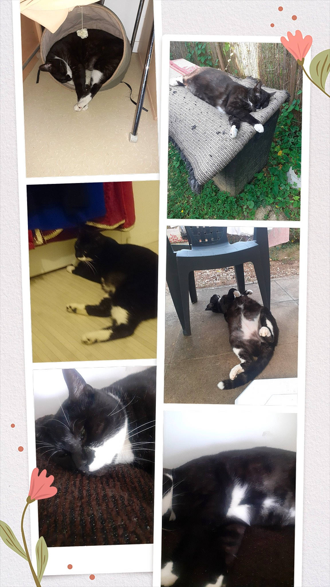 Bibi participe au concours pour gagner de l'argent avec cette photo : black, carnivore, cat, comfort, felidae, fur, green, grey, light, mammal, photograph, plant, rectangle, room, small_to_medium_sized_cats, snapshot, tail, vertebrate, whiskers, white