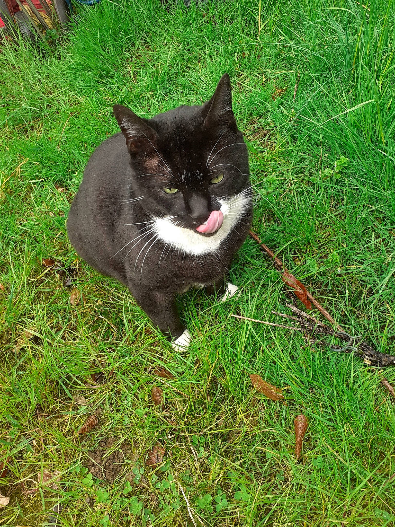 Bibi a rejoint le concours — aidez-le/la à gagner de superbes lots ! carnivore, cat, domestic_short_haired_cat, eye, felidae, foot, fur, grass, grass_family, grassland, groundcover, herbaceous_plant, lawn, plant, small_to_medium_sized_cats, snout, tail, terrestrial_animal, whiskers, wildlife