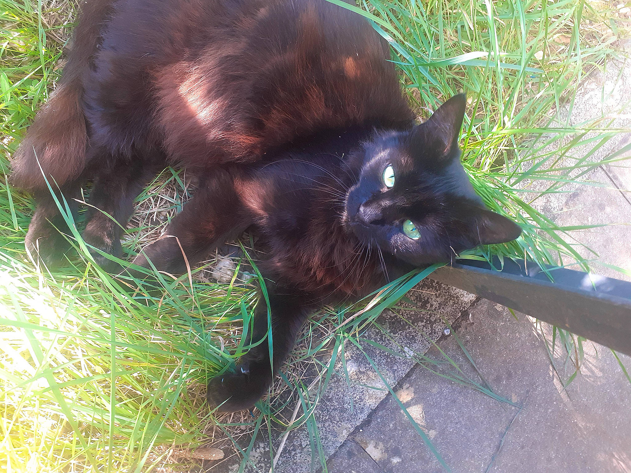 Mimi participe au concours pour gagner de l'argent avec cette photo : black_cat, bombay, carnivore, cat, domestic_short_haired_cat, felidae, fur, grass, groundcover, plant, small_to_medium_sized_cats, snout, tail, terrestrial_animal, whiskers