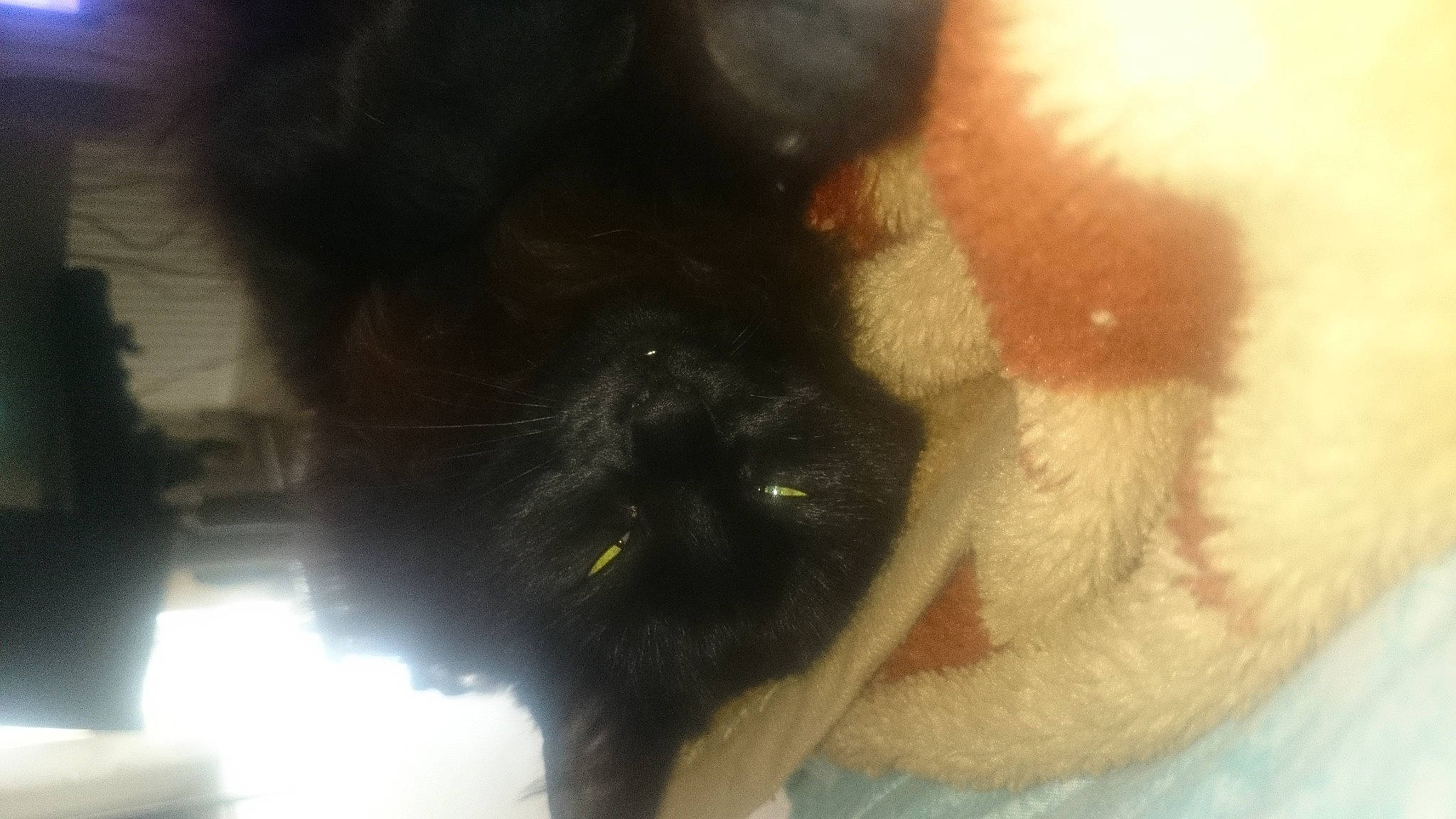 Mimi participe au concours pour gagner de l'argent avec cette photo : beard, canidae, carnivore, cat, dog_breed, eyelash, facial_hair, fawn, felidae, foot, fur, human_body, human_leg, jaw, nose, small_to_medium_sized_cats, snout, sporting_group, tail, whiskers