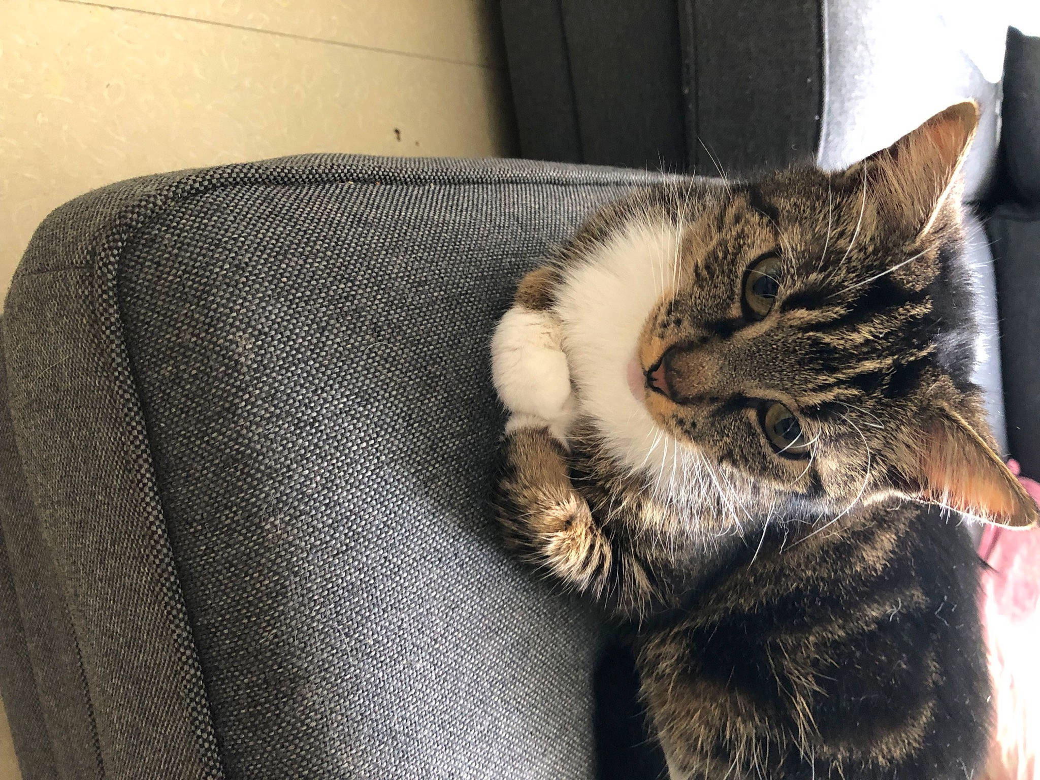 Fifi a rejoint le concours — aidez-le/la à gagner de superbes lots ! carnivore, cat, claw, comfort, couch, domestic_short_haired_cat, ear, felidae, flooring, fur, grey, human_leg, nap, paw, sitting, sleep, small_to_medium_sized_cats, snout, tail, whiskers