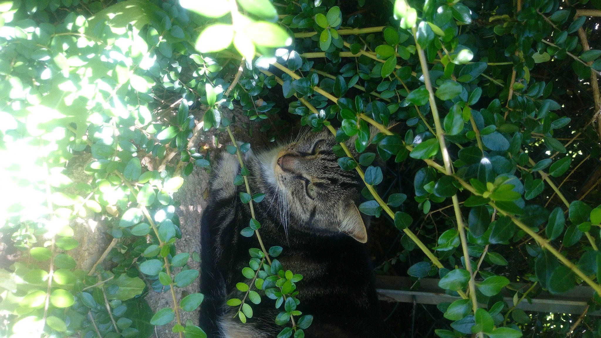 Fifi a rejoint le concours — aidez-le/la à gagner de superbes lots ! antelope_squirrels, beak, camouflage, felidae, grass, groundcover, herb, iguania, jungle, lizard, natural_material, organ_mountains_chipmunk, plant, terrestrial_animal, terrestrial_plant, tree, trunk, twig, vegetation, wood