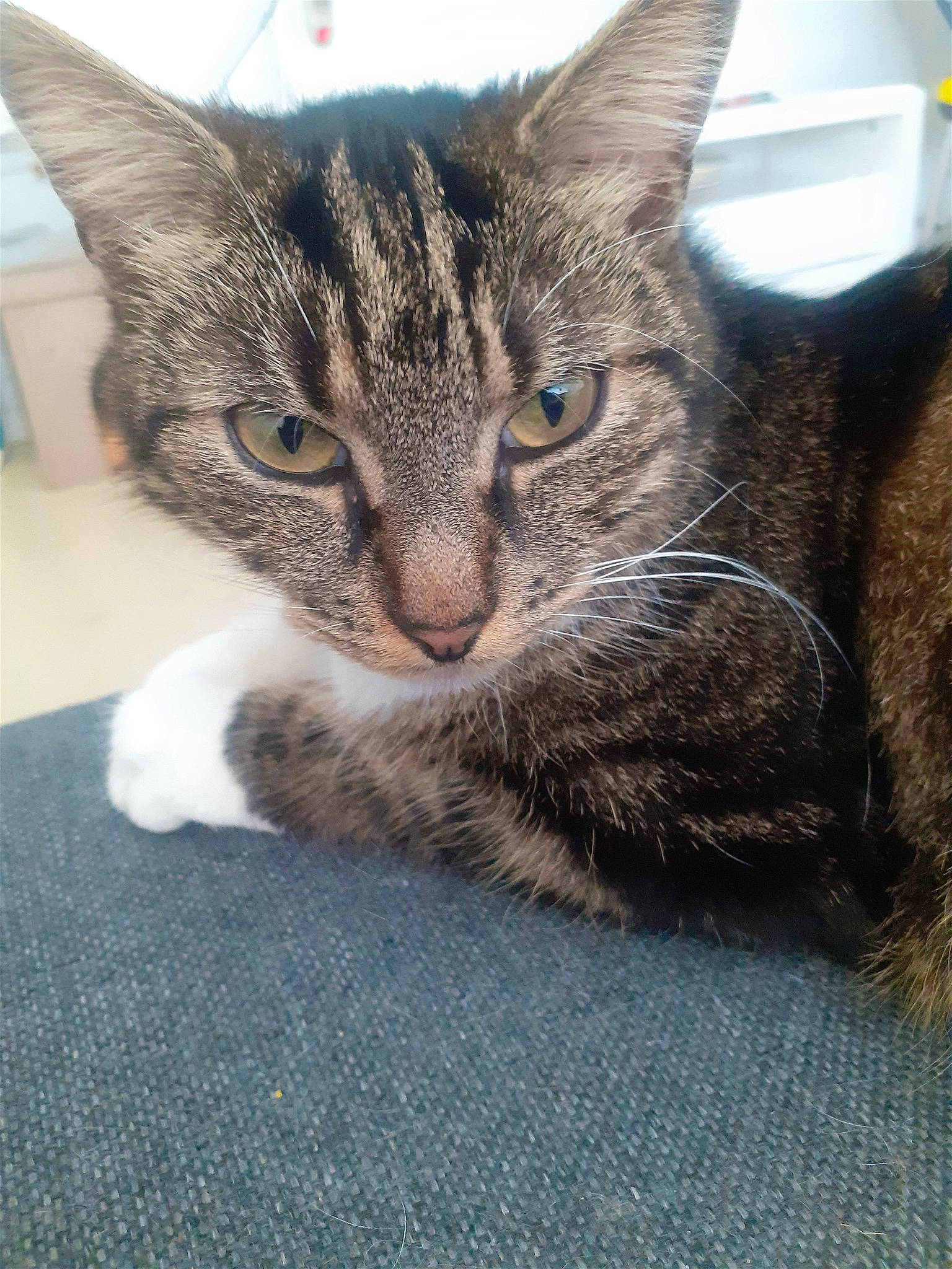 Fifi participe au concours pour gagner de l'argent avec cette photo : carnivore, cat, claw, domestic_short_haired_cat, felidae, fur, paw, small_to_medium_sized_cats, terrestrial_animal, whiskers