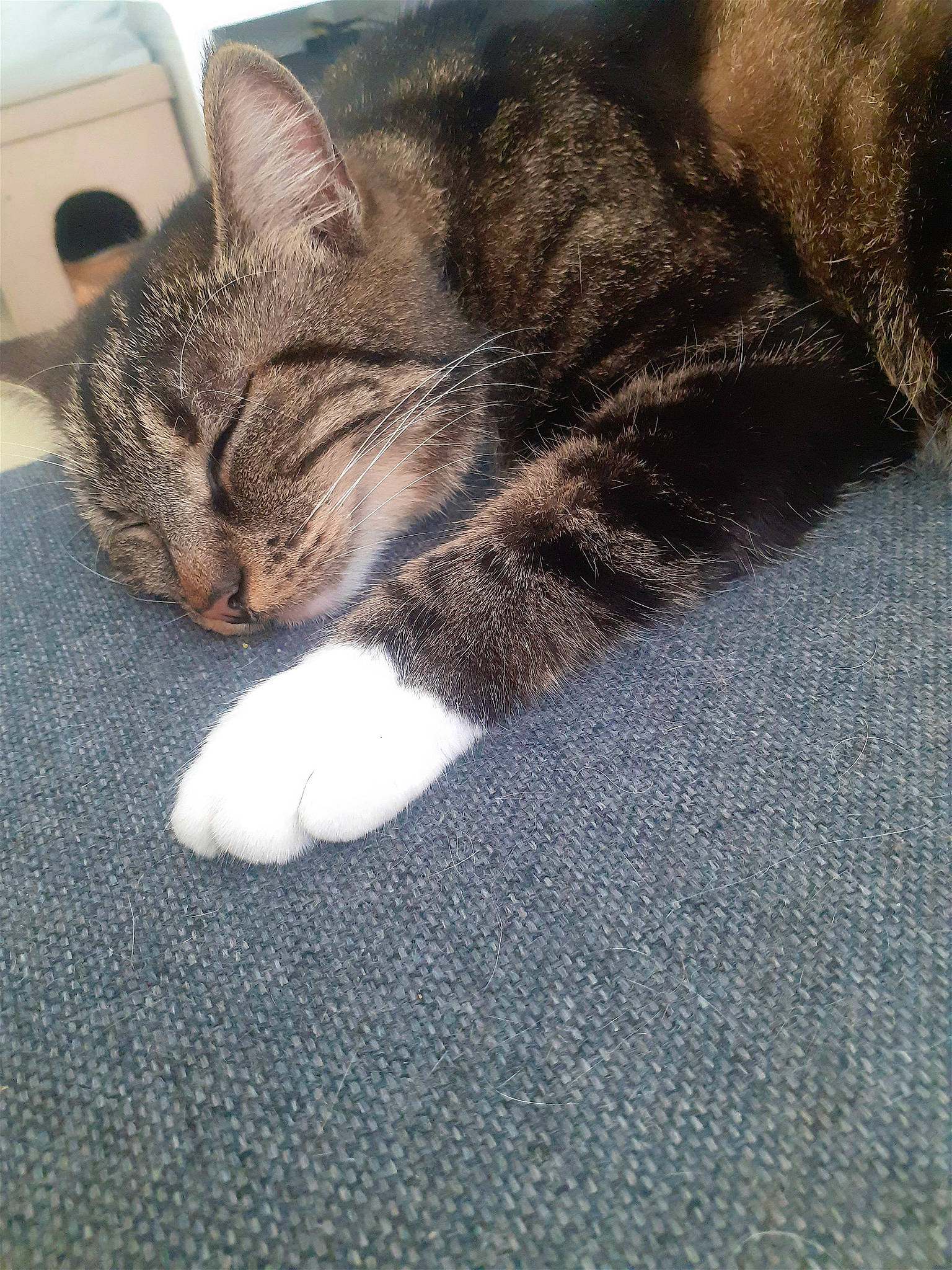 Fifi a rejoint le concours — aidez-le/la à gagner de superbes lots ! carnivore, cat, claw, comfort, domestic_short_haired_cat, felidae, fur, grey, leg, nap, paw, sitting, sleep, small_to_medium_sized_cats, snout, tail, whiskers, wood