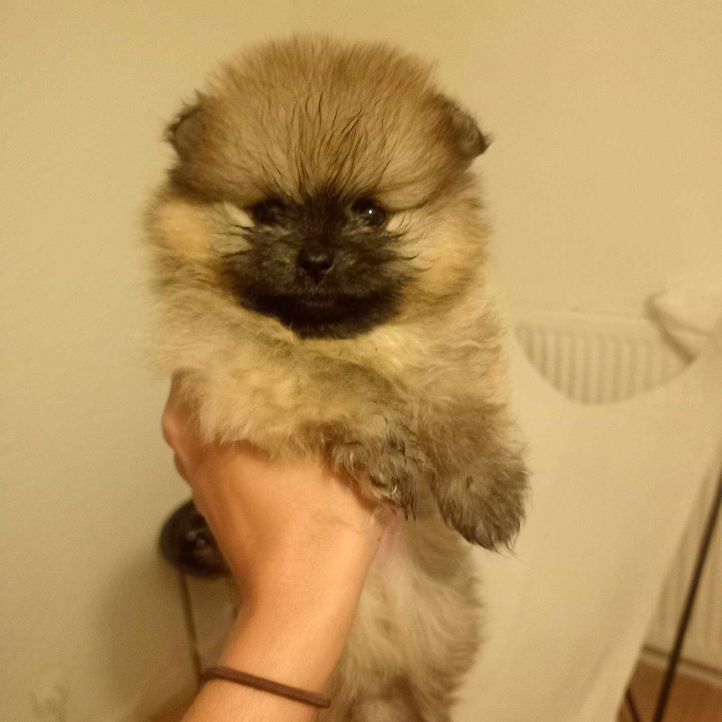 Diva participe au concours pour gagner de l'argent avec cette photo : affenpinscher, animal, ankle, bodypart, canine, cat, chow, cockerspaniel, dog, finger, hand, kitten, papillon, person, pet, poodle, puppy, terrier, wood, wrist