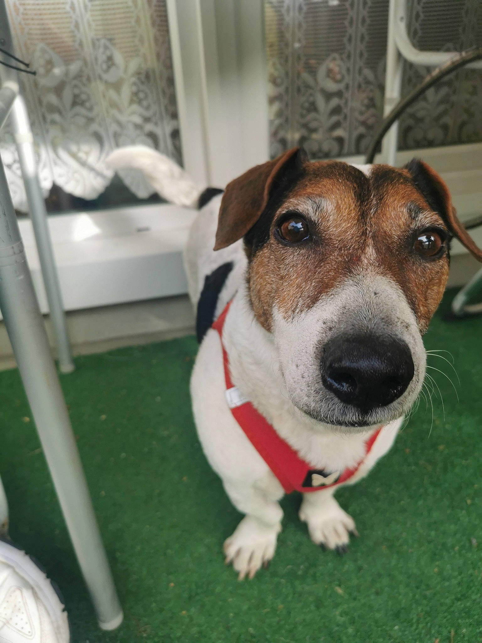 Erode a rejoint le concours — aidez-le/la à gagner de superbes lots ! car, carnivore, chair, collar, companion_dog, dog, dog_breed, dog_collar, door, flooring, fur, grass, snout, sporting_group, vehicle, whiskers