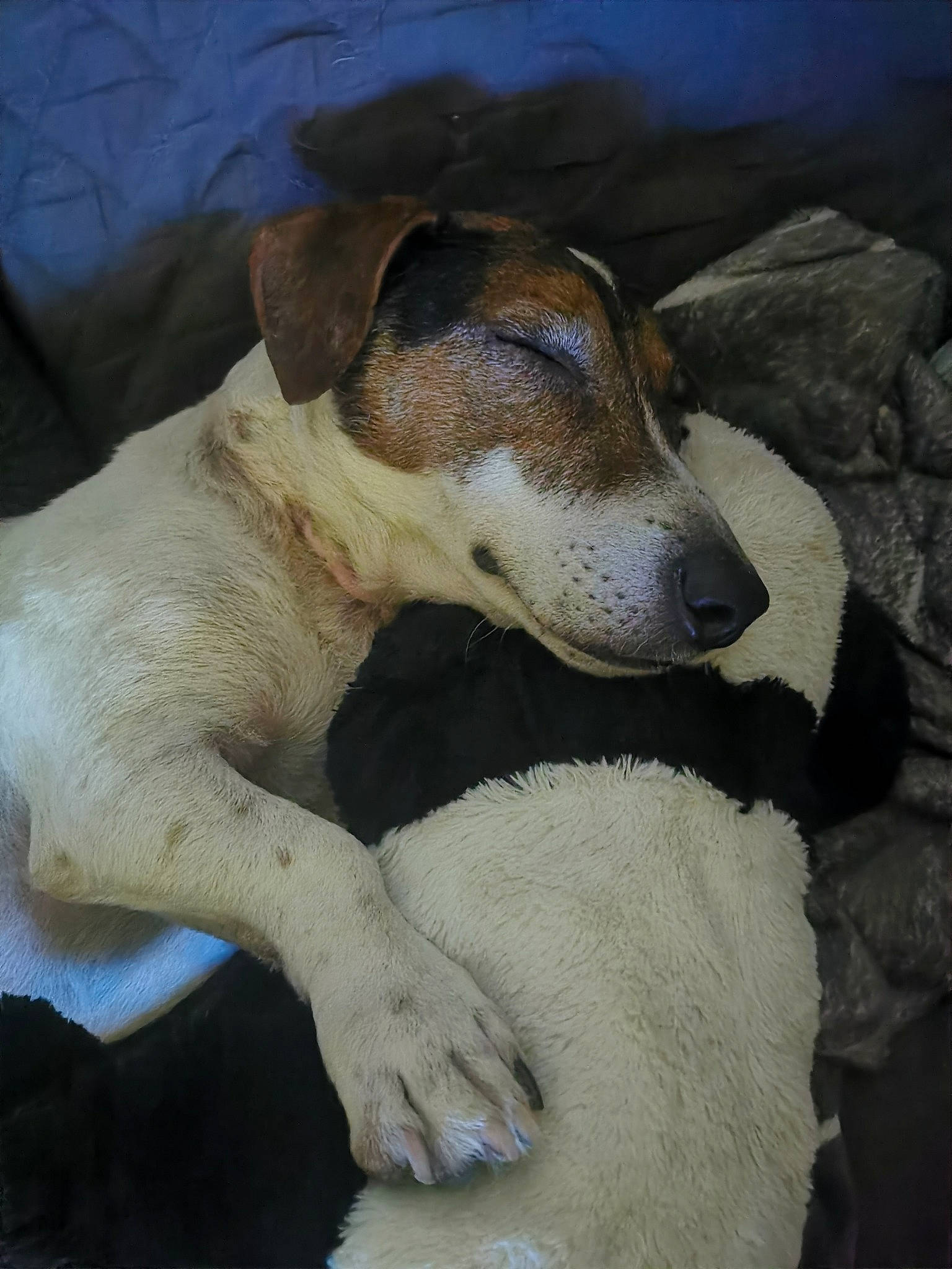 Erode a rejoint le concours — aidez-le/la à gagner de superbes lots ! canidae, carnivore, collar, comfort, companion_dog, dog, dog_breed, fawn, pet_supply, snout, sporting_group, whiskers, working_animal, working_dog