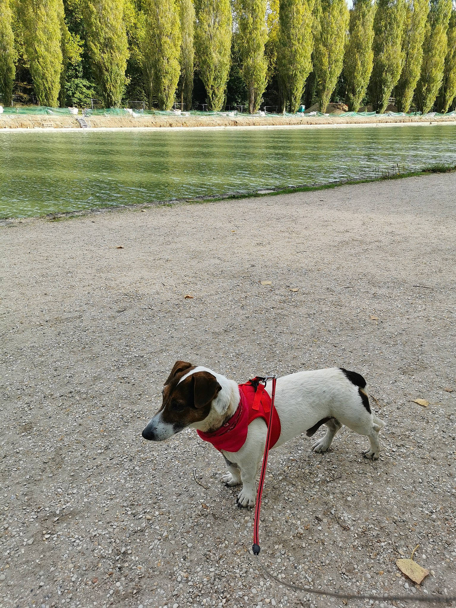 Erode a rejoint le concours — aidez-le/la à gagner de superbes lots ! carnivore, collar, companion_dog, dog, dog_breed, dog_collar, dog_supply, fawn, grass, landscape, pet_supply, plant, rampur_greyhound, reservoir, sighthound, sporting_group, tail, tree, water, working_animal