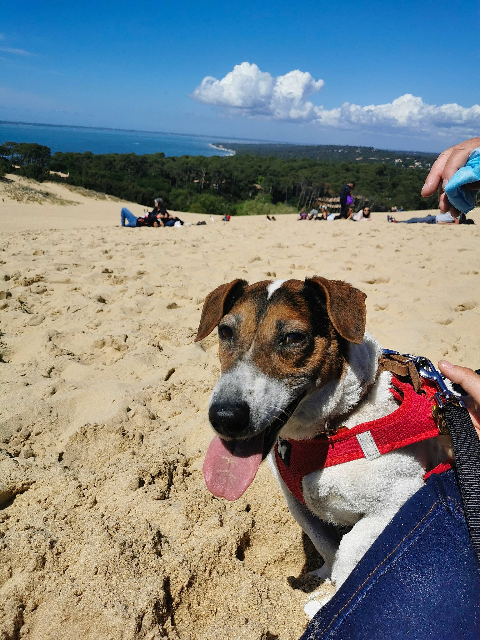 Erode a rejoint le concours — aidez-le/la à gagner de superbes lots ! beach, body_of_water, carnivore, cloud, collar, companion_dog, dog, dog_breed, ecoregion, fawn, hill, horizon, landscape, mountainous_landforms, recreation, sand, shore, sky, summer, travel