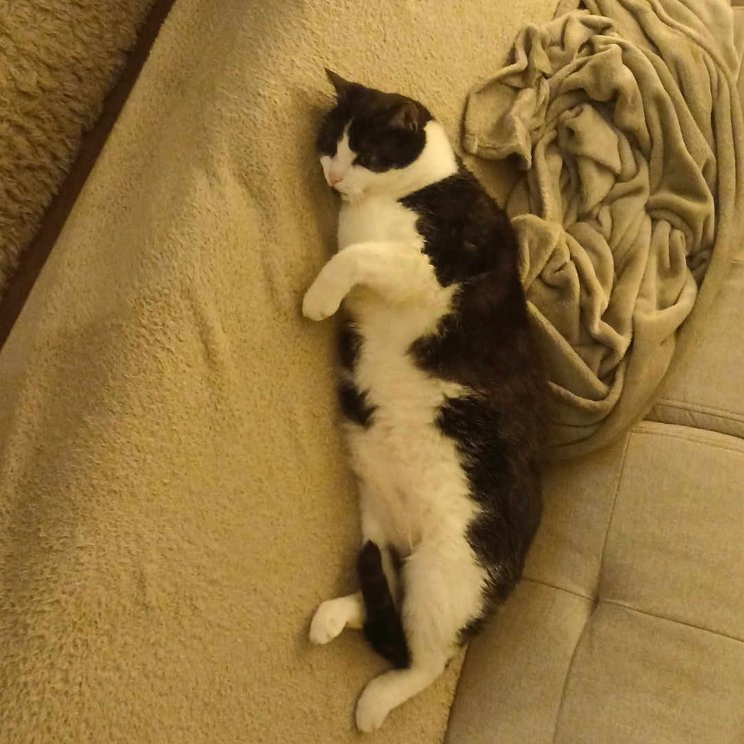 Biscuit participe au concours pour gagner de l'argent avec cette photo : animal, architecture, armchair, blanket, building, cat, chair, couch, cushion, flower, furniture, homedecor, indoors, kitten, livingroom, manx, person, pet, room, sleeping