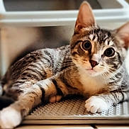 Clover is registered to the contest to win money with this photo: cat, tabby, indoor, pet, animal, feline, striped, curious, whiskers, paw, fur, relaxed, looking, mammal, cute, eyes, texture, mat, closeup, resting