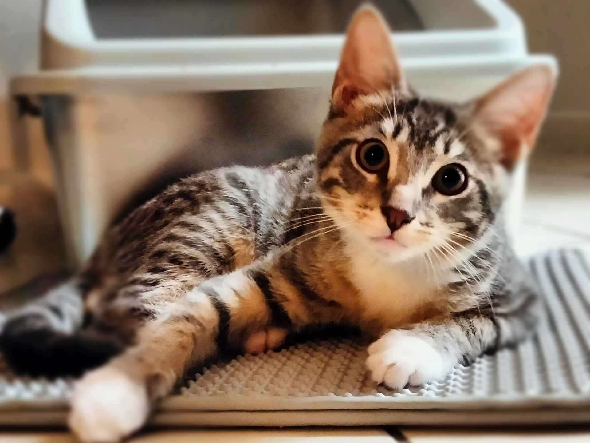 Clover is registered to the contest to win money with this photo: cat, tabby, indoor, pet, animal, feline, striped, curious, whiskers, paw, fur, relaxed, looking, mammal, cute, eyes, texture, mat, closeup, resting