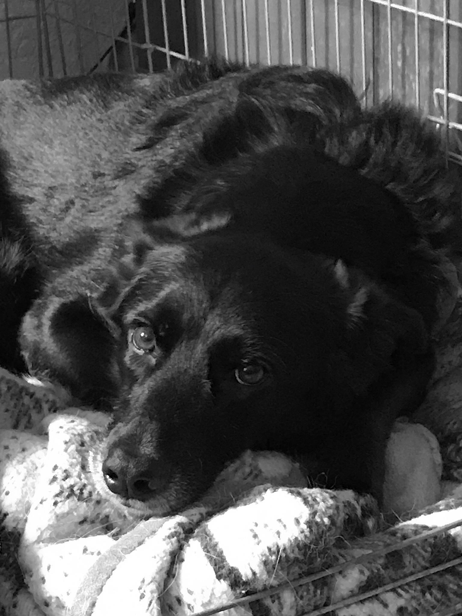 Lacey joined the competition — help win amazing prizes! canidae, carnivore, dog, dog_breed, fur, snout, sporting_group, street_dog