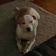 Dixie joined the competition — help win amazing prizes! dog, bone, carpet, indoor, pet, animal, floor, toy, relaxed, brown, white, paws, lying, cozy, companion, domestic, furniture, resting, canine, home